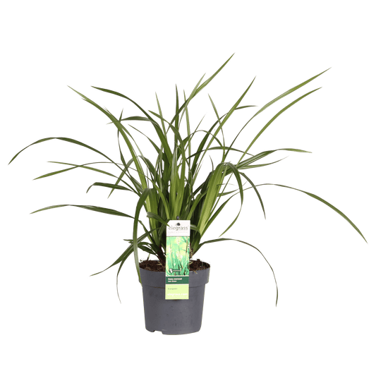 Carex morrowii Irish Green - Ø19cm - ↕40cm - Ø14 - ↨30cm