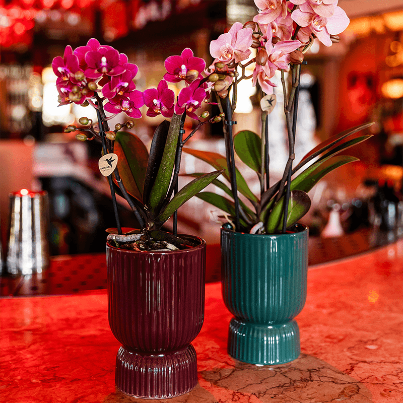 Orchidee violett mit rotem Diabolo Übertopf Ø9cm blühende Zimmerpflanze frisch vom Züchter inklusive Gießdocht dekorative Phalaenopsis für Wohnzimmer Büro Geschenkidee