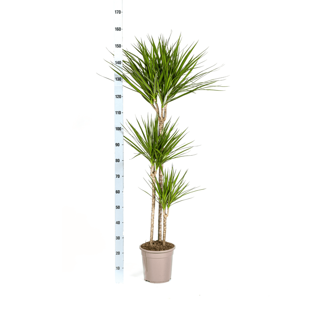 Dracaena Marginata Green mit Korb Ø24cm - ↕130 - 150cm