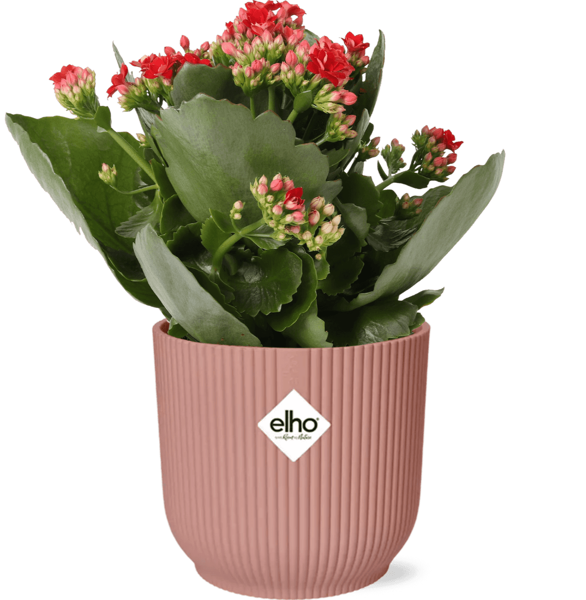 Flammendes Käthchen – Kalanchoe Rosalina Don Justino Rot – Zimmerpflanze mit roten, gefüllten Blüten – Inklusive Vibes Fold Topf Rosa 14 cm – Pflegeleicht & sukkulent – Für helle Innenräume