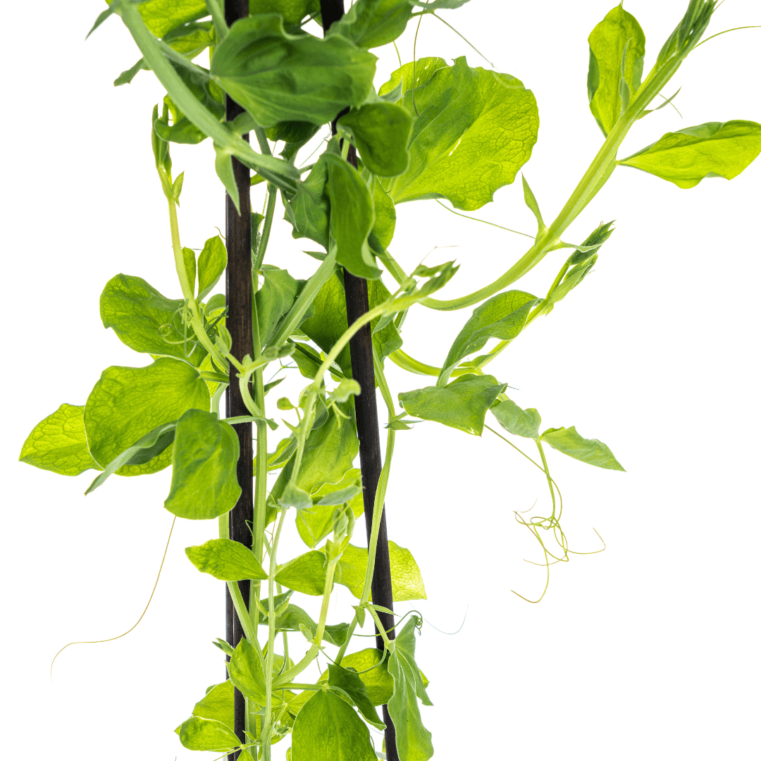 Duftende Platterbse - Lathyrus odoratus - Ø13 cm - ↕60 cm - 4 Pflanzen