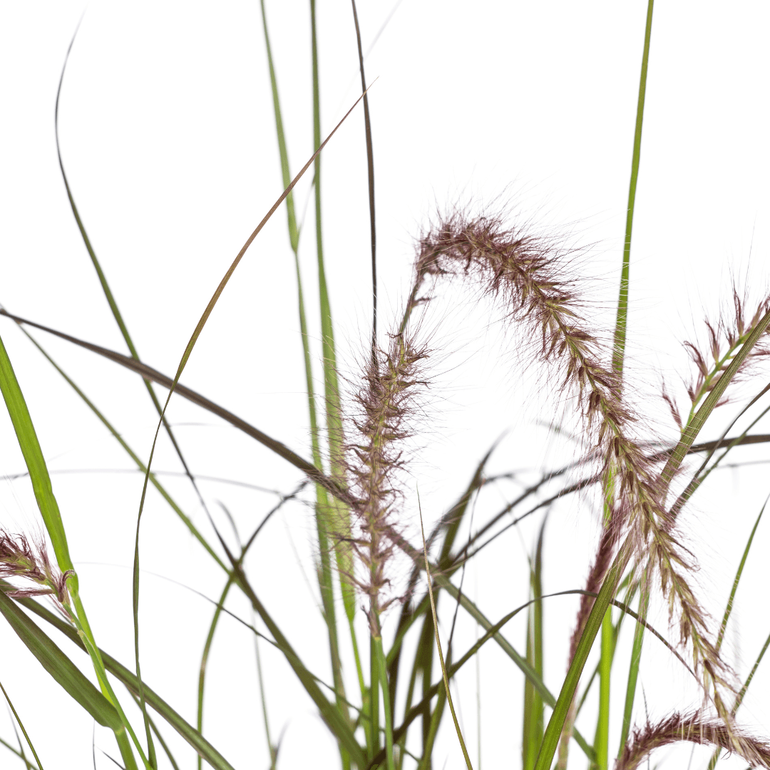 Pennisetum x advena Rubrum – Ø13 cm – 4 Pflanzen - Höhe 50–60 cm – Rotes Ziergras – Winterhart – Sonniger Standort – Dekorativer Horst für Garten & Terrasse