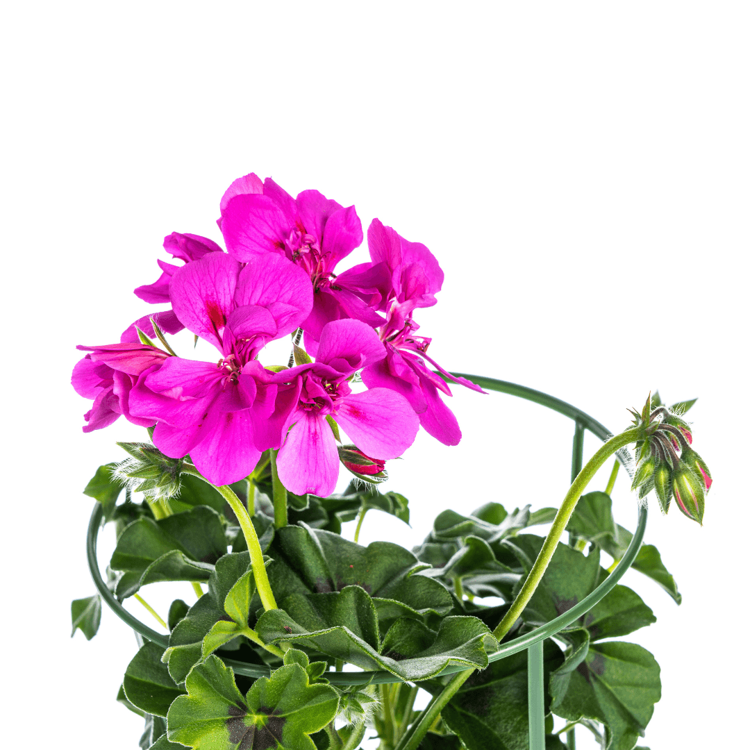 Hängepelargonie - Pelargonium peltatum Violet - Ø12 cm - ↕20 cm - 8 Pflanzen