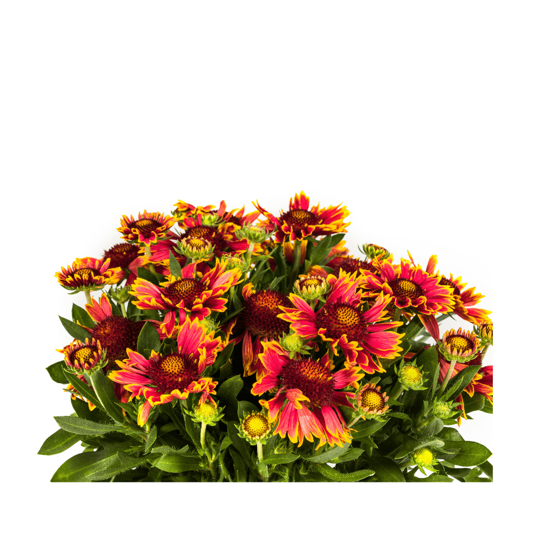 Gaillardia aristata – Kokardenblume im Topf Ø19cm – ↕40–50cm – Winterharte Gartenstaude – Bienenfreundlich & pflegeleicht – Für Beet & Naturgarten