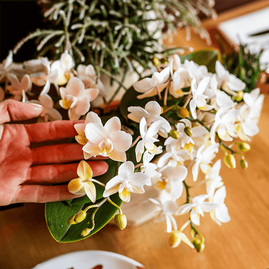 Kolibri Orchids | Scandic Copper pot Ø9cm met witte Nazaré orchidee – vers van de kweker