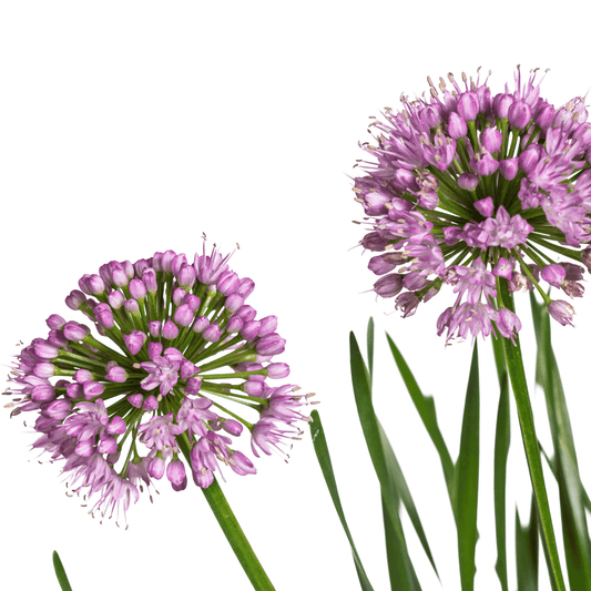 Allium senescens 'Millenium' – Kugellauch – Ø 19 cm – Höhe ca. 60 cm – Rosa Blüte – Für Beet, Steingarten & Topf – Pflegeleicht & trockenheitsverträglich