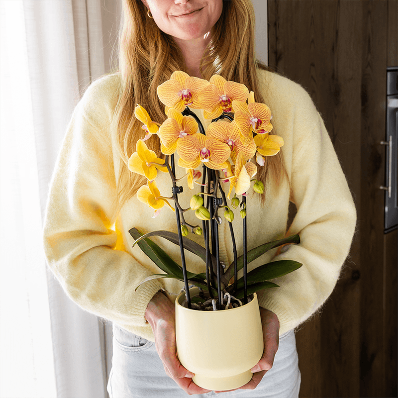 Kolibri Orchids | Orange Phalaenopsis-Orchidee Topfgröße Ø12cm | Sunny Bunny | Blühende Zimmerpflanze – Frisch vom Züchter