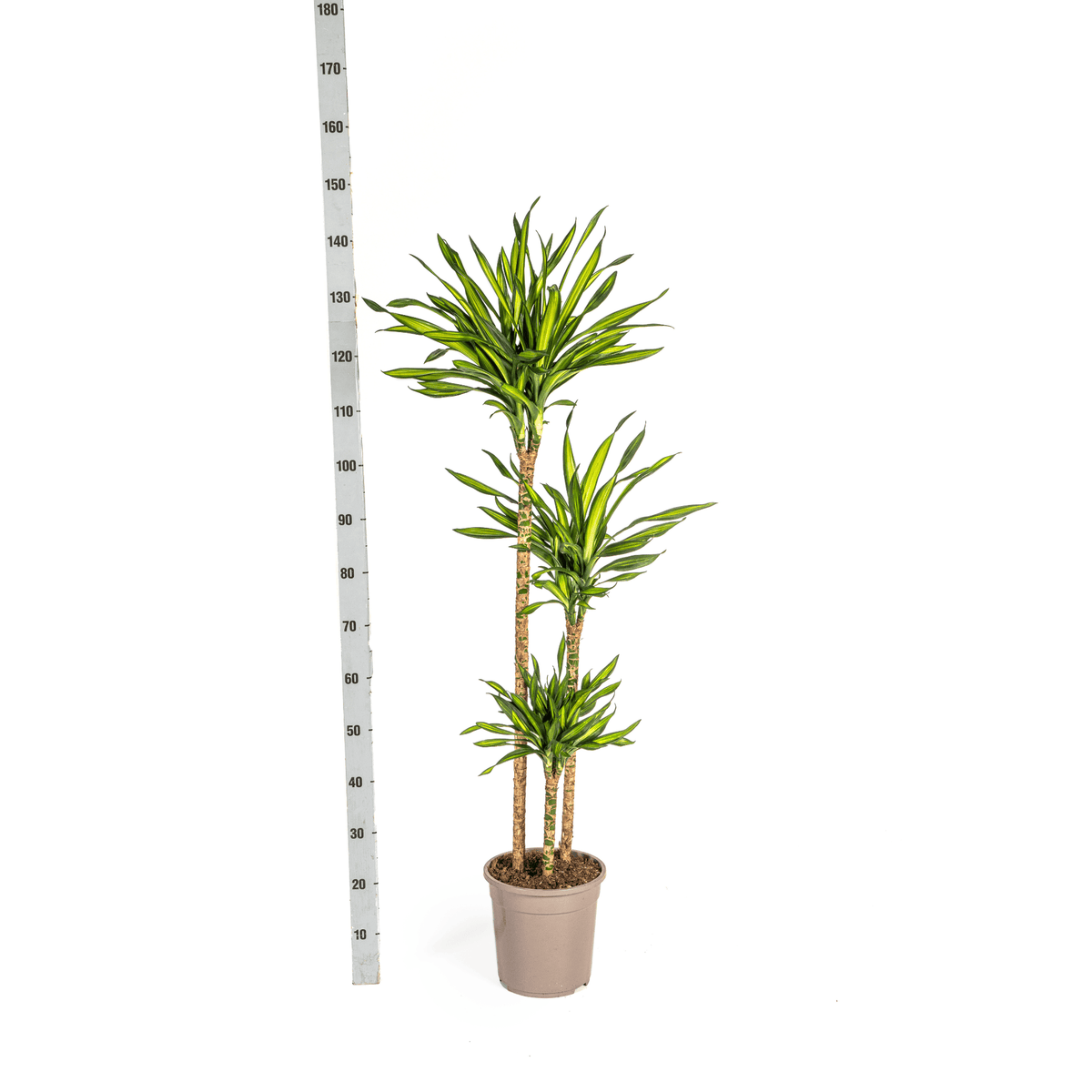 Dracaena Deremensis Rikki mit Korb Ø24cm - ↕130 - 150cm