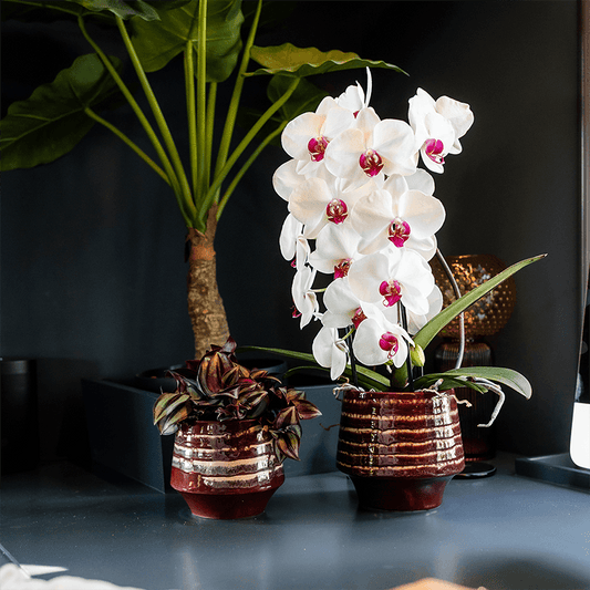 Kolibri Orchids | Weiße Niagara Falls Orchidee + Moonstone burgundy Übertopf – Topfgröße Ø12cm | blühende Zimmerpflanze – frisch vom Züchter