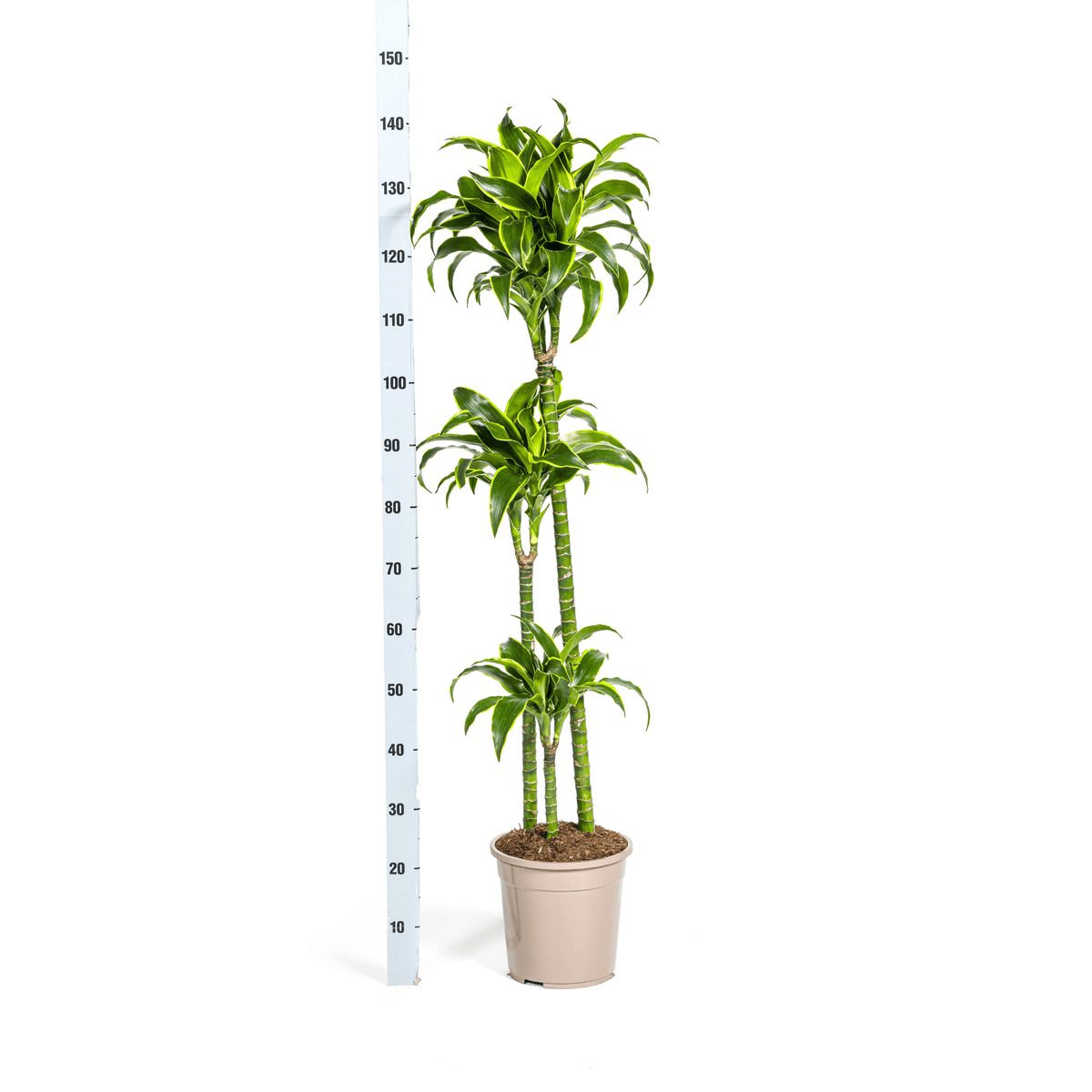 Dracaena Deremensis Dorado mit Korb Ø24cm - ↕120 - 140cm