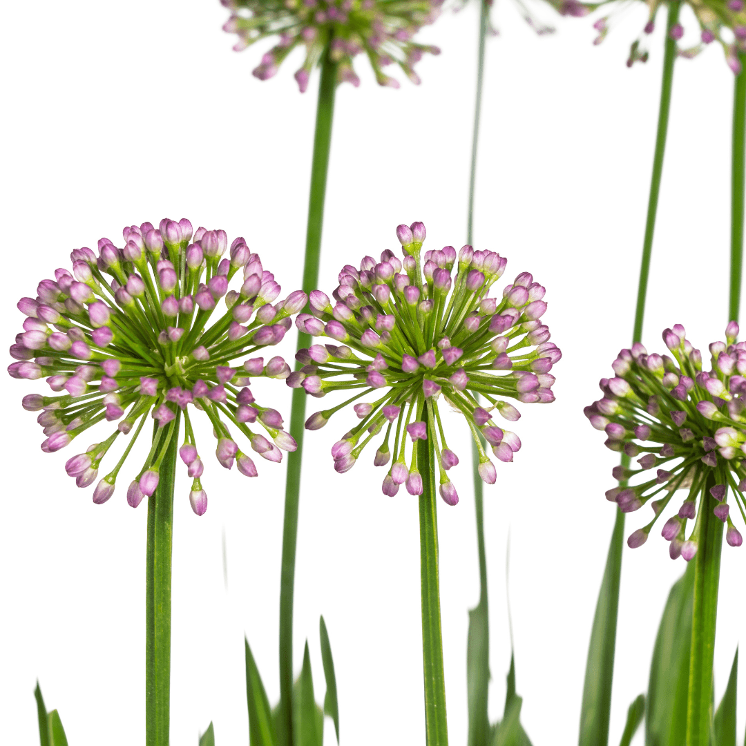 Allium senescens 'Millenium' – Kugellauch – Ø 19 cm – Höhe ca. 60 cm – Rosa Blüte – Für Beet, Steingarten & Topf – Pflegeleicht & trockenheitsverträglich