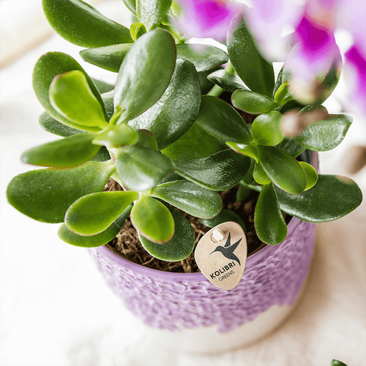 Kolibri Home | Bloom sierpot - Lila - Ø6cm