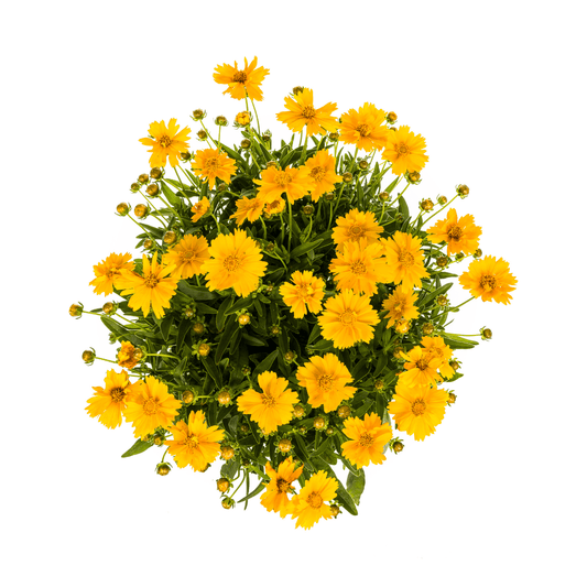 Coreopsis grandiflora – Mädchenauge – Ø 19 cm – Höhe 50–60 cm – Leuchtend gelbe Blüten – Für Beet, Steingarten & Rabatte – Pflegeleicht & sonnenliebend