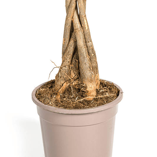 Glückskastanie Pachira Aquatica – Zimmerpflanze – Ø19cm – 70-90cm hoch – Geflochtener Stamm – Exotisch & pflegeleicht