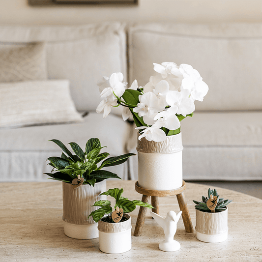 Kolibri Company | Bamboo Weiß Pflanzenset | Weiße Amabilis Orchidee Ø9cm + Grünpflanze inkl. Keramik‑Übertöpfe