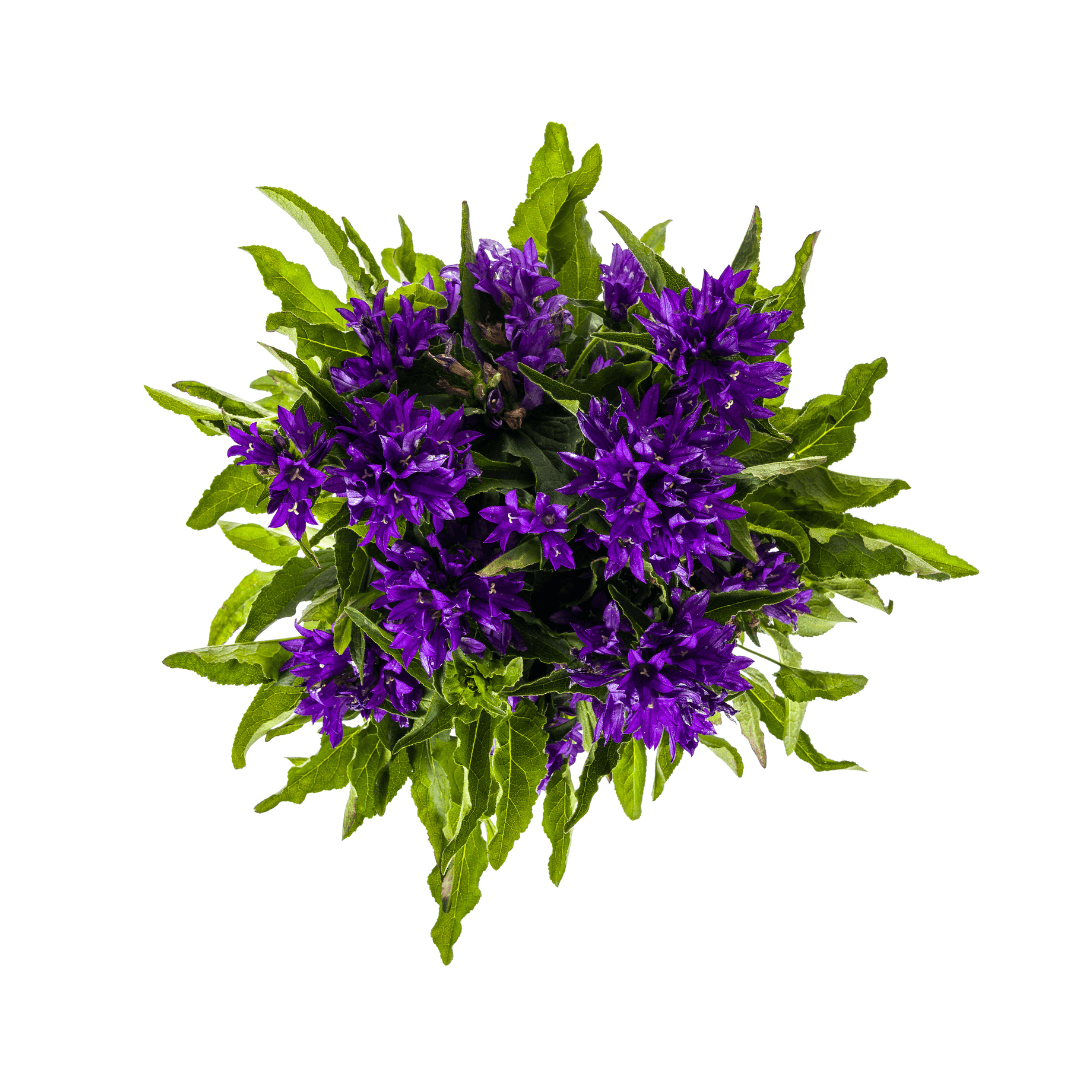 Glockenblume - Campanula glomerata 'Genti Blue' – Ø19 cm – Höhe 30–40 cm – violettblaue Blüten – Winterharte Staude für Beet, Steingarten & Rabatte