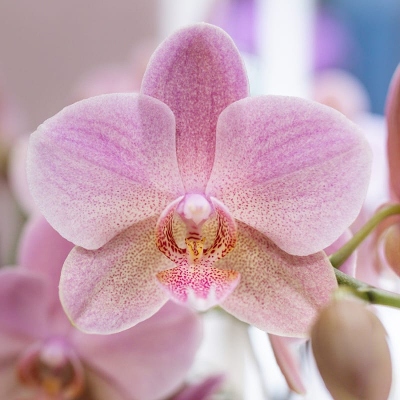 Kolibri Orchids | Rosé Orchideen‑Set im Diabolo Twin Pink Übertopf | zwei altrosa Treviso Orchideen Ø9cm