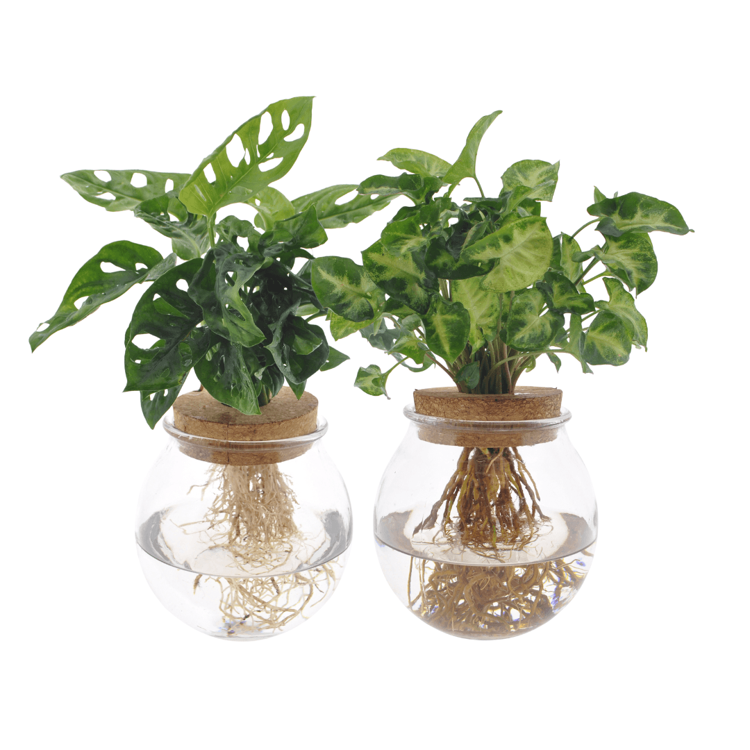 Hydroponie Pflanzenset – Bolglas Duo mit Monstera Adansonii & Syngonium Green – Ø12cm – ↕12–30cm – 2 Wasserpflanzen im Glas – Dekoratives Grün für Zuhause & Büro