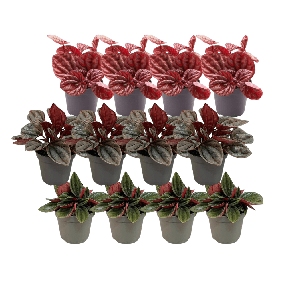 12x Peperomia Mix A