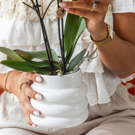 Kolibri Orchids | Geschenkset Large White | Gibraltar Orchidee Ø9cm + Grünpflanzen – inkl. Übertöpfe, Ständer & Korbtablett – frisch vom Züchter