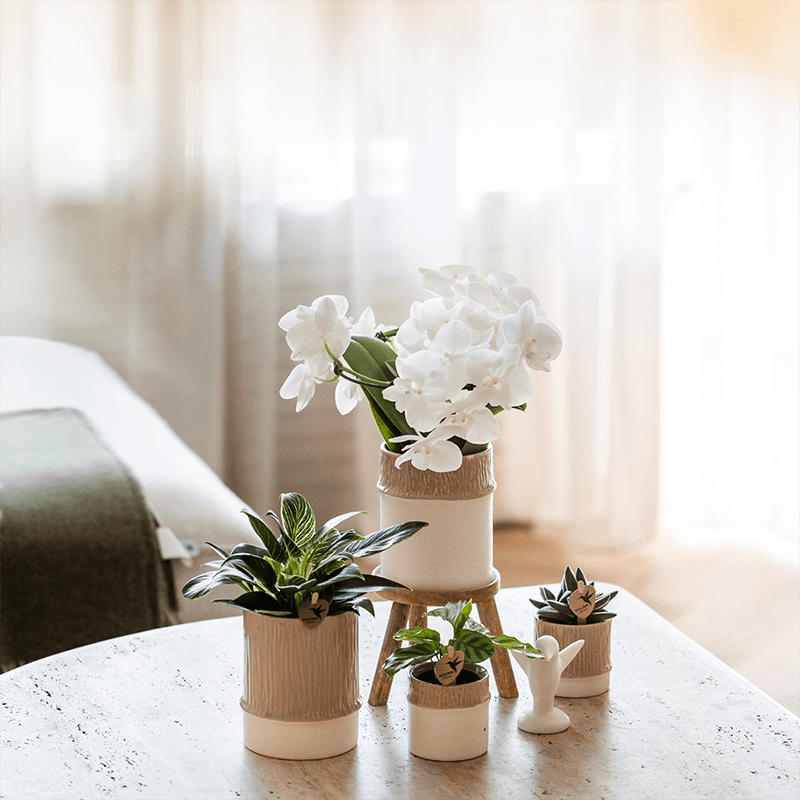 Kolibri Home | Tree Übertopf - Sand - Ø6cm