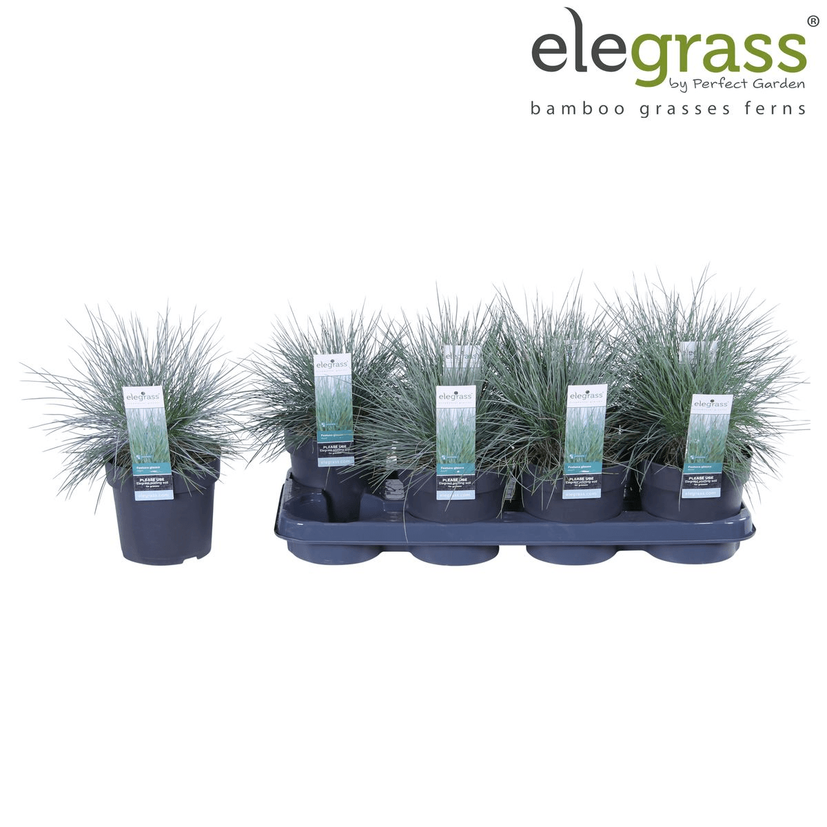 Blauschwingel-Gras - Festuca glauca Azura Blue - Ø14cm - ↨30cm