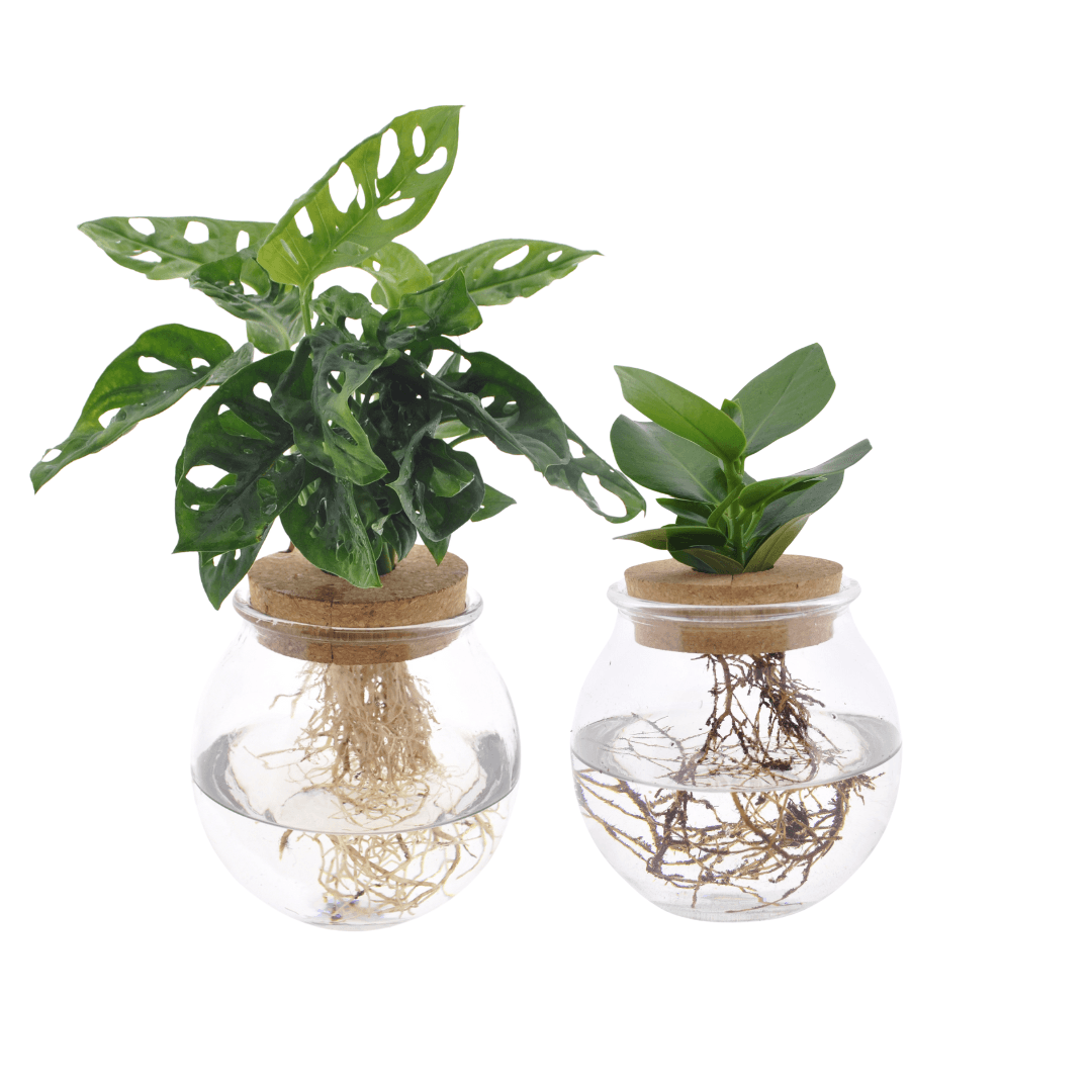 Hydroponie-Set – Monstera Adansonii & Clusia im Glas – 2er-Set – Ø12cm – ↕30cm – Zimmerpflanzen im Wasserglas – Pflegeleicht & dekorativ