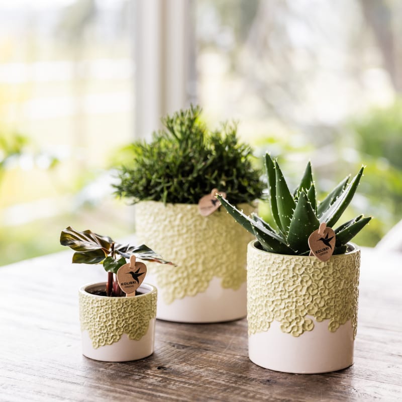 Kolibri Greens | set van 4 groene planten potmaat Ø6cm | groene kamerplant - vers van de kweker