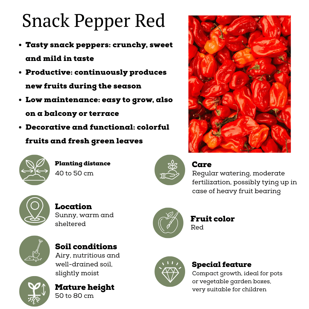 Rote Paprikapflanze - Snack Paprika - Ø14 cm - ↨45cm