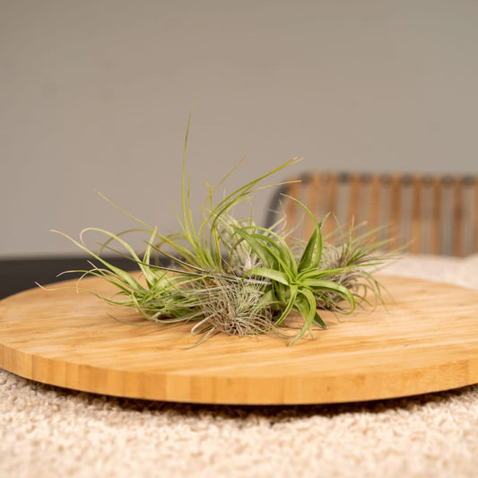 Tillandsia Air Mix – 10 Luftpflanzen – Ø6cm – ca. 6cm hoch – Pflegeleichte Tillandsien-Mischung – Für kreative Deko & helle Innenräume