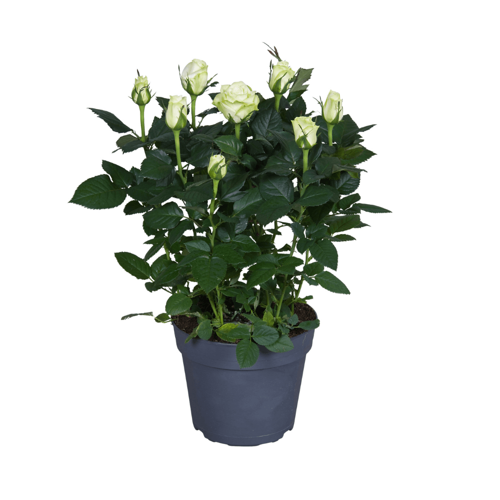 Weiße Topfrose – Ø17cm – ↕45cm – elegante Rose für Balkon, Terrasse & Garten – pflegeleicht & kompakt