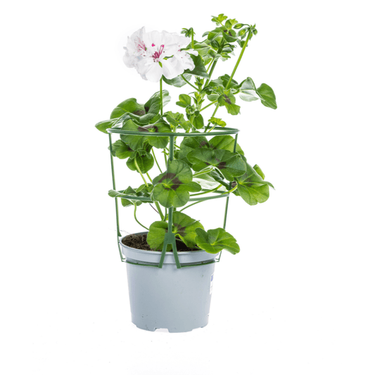 Hänge-Geranie - Pelargonium peltatum Weiß - Ø12 cm - ↕20 cm - 8 Pflanzen