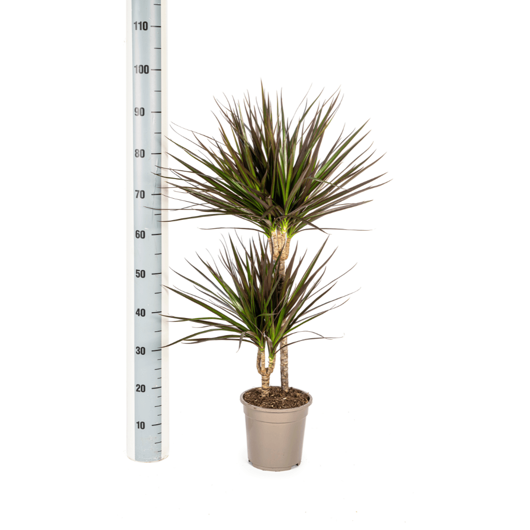 Drachenbaum Dracaena Marginata Magenta – Zimmerpflanze Ø19cm – 70-90cm hoch – Moderne Grünpflanze mit magentafarbenen Blatträndern – Pflegeleicht & dekorativ