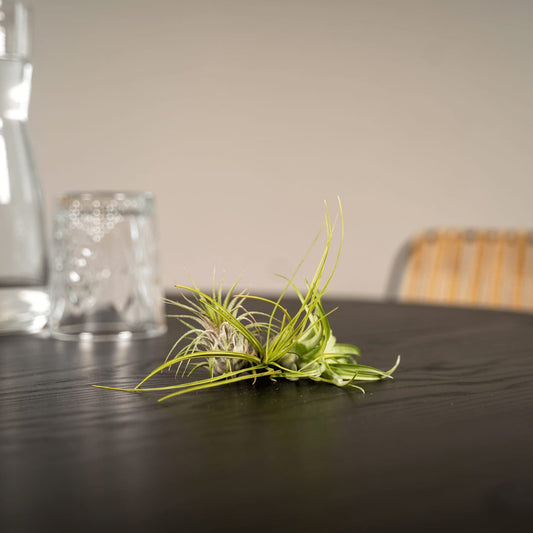 Tillandsia Air Mix – 5 Luftpflanzen – Ø6cm – Pflegeleichte Tillandsien-Mischung – Ohne Erde – Für helle Innenräume & kreative Deko