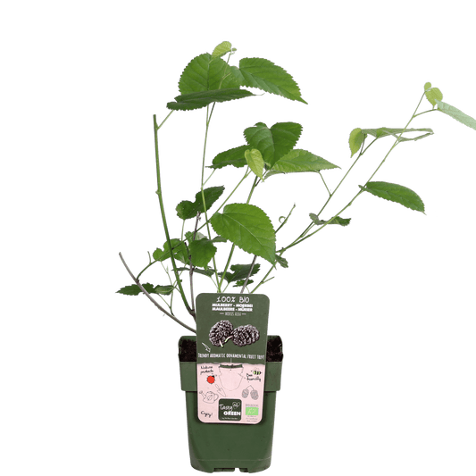 Schwarze Maulbeere – Morus nigra 'Mulle' – Ø13cm – ↕45cm – Bio-Anbau – Vitaminreiche Obstpflanze für Garten & Topf