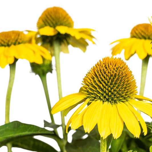 Echinacea purpurea Yellow – Gelber Sonnenhut – Ø 19 cm – Höhe 60–70 cm – Leuchtend gelbe Blüten – Für Beet & Staudenrabatte – Sonniger Standort – Pflegeleicht