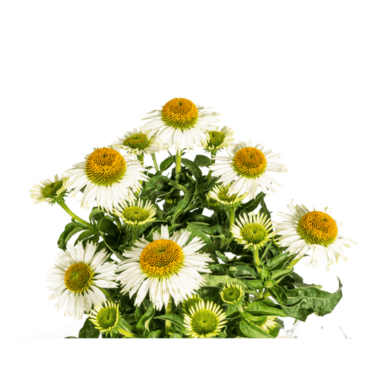 Echinacea purpurea White – Sonnenhut mit weißen Blüten – Ø 19 cm – Höhe 60-70 cm – Staudenpflanze – Für Beet & Staudenrabatten – Sonnenliebend & pflegeleicht