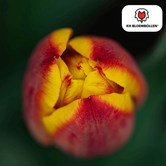 Tulpenzwiebeln Jan Seignette – 20 Blumenzwiebeln – Rot-gelb gestreifte Tulpe – Klassisch & auffällig – Für Garten & Topf