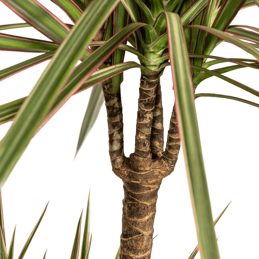 Dracaena Marginata Bicolor mit Korb Ø21cm - ↕110 - 130cm
