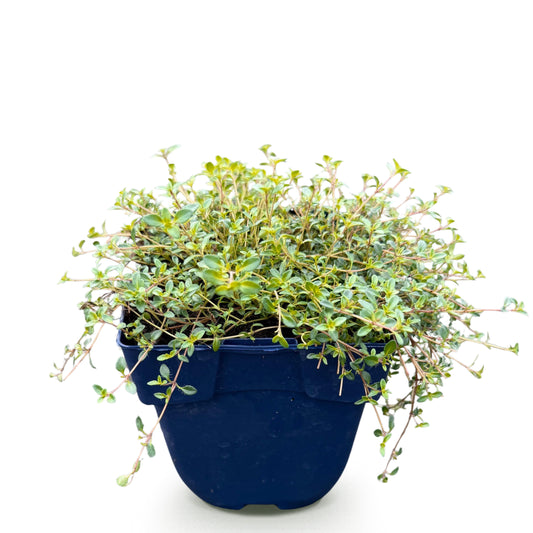 Zitronen-Thymian 'Sambesi' – Gelb – Topf Ø11cm – Ansicht 2