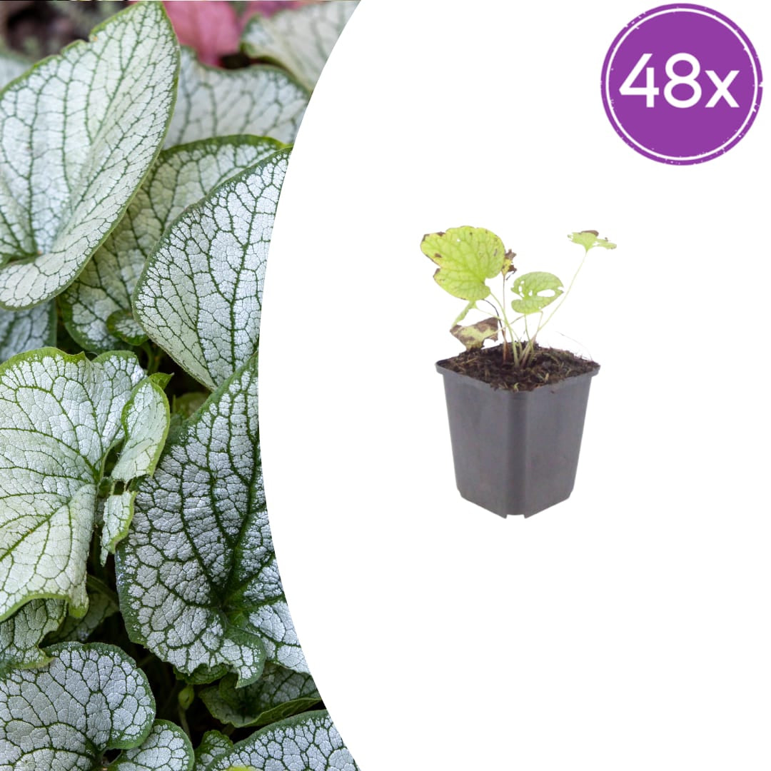 Brunnera macrophylla Jack Frost – 48 Pflanzen Kaukasusvergissmeinnicht – 10-25cm – Ø9cm – Winterharte Schattenstaude mit silbernem Zierlaub – Bodendecker für Garten - Oasis of Life