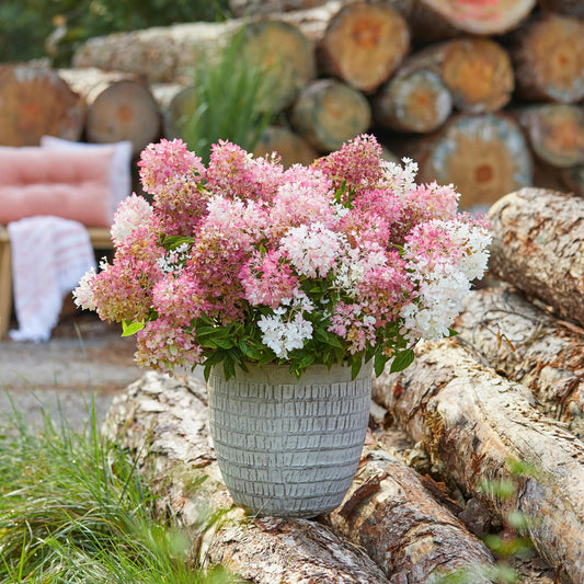 Green boutiQ - Gartenpflanze - Hydrangea panniculata Groundbreaker Blush - Pluimhortensia - Winterhart - Rosa - 2 Pflanzen - Topf 14cm - Höhe 20-25cm