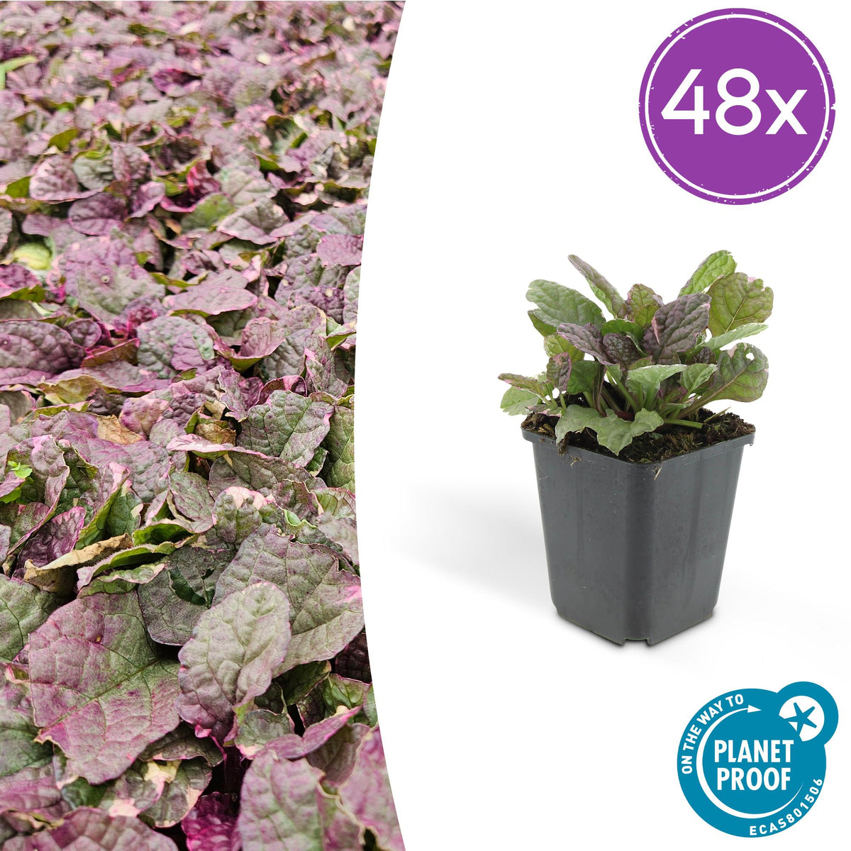Ajuga reptans 'Burgundy Glow' – 48 Pflanzen – ↕10-25cm – Ø9cm – Bodendecker – Mehrfarbiges Laub – Winterhart & Pflegeleicht – Bienenfreundlich