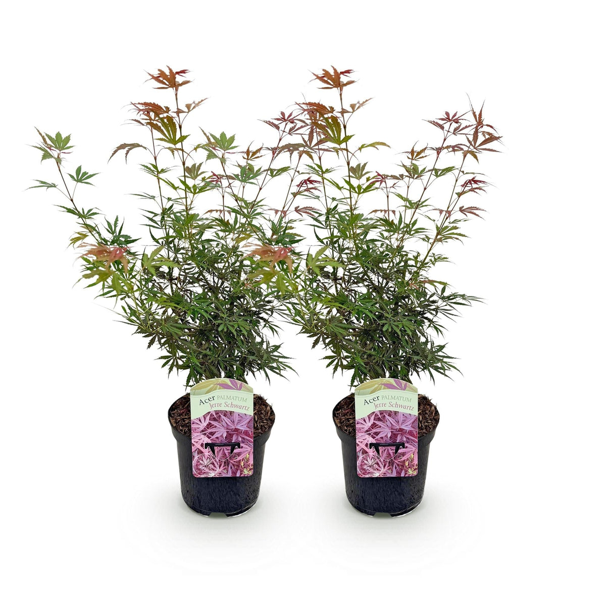 Japanischer Ahorn – Acer palmatum Jerre Swarts – 2 Pflanzen – Dunkelrot – je ca. 70 cm hoch – im 19 cm Topf – Balkon- & Kübelpflanze – Farbwechsel im Herbst