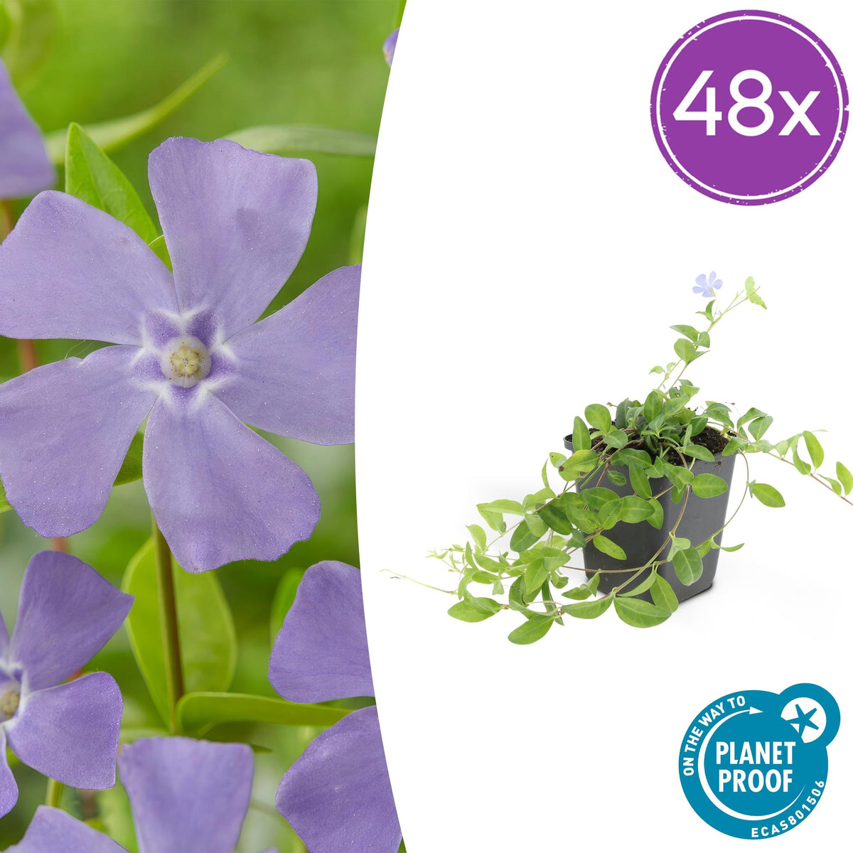 Vinca minor 'La Grave' – Immergrüner Bodendecker – Violette Blüten – 48 Pflanzen – 10–25 cm – Ø9 cm – Robuste, pflegeleichte Unterpflanzung für Garten, Beete & Steingärten – Schattentolerant