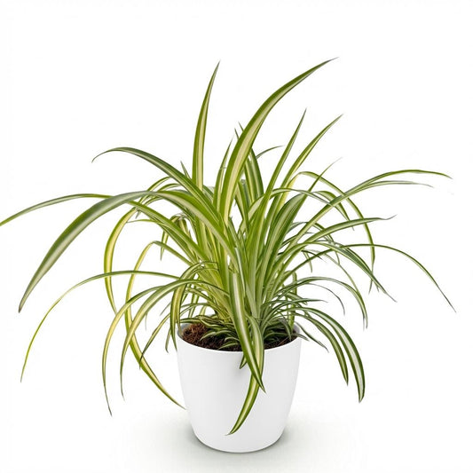 Green boutiQ - Zimmerpflanze - Chlorophytum comosum Variegatum - Bunte Graslilie - Haustierfreundliche Pflanze - Grün - 1 Pflanze - mit Potter Weiß - Topf 12cm - Höhe 20cm