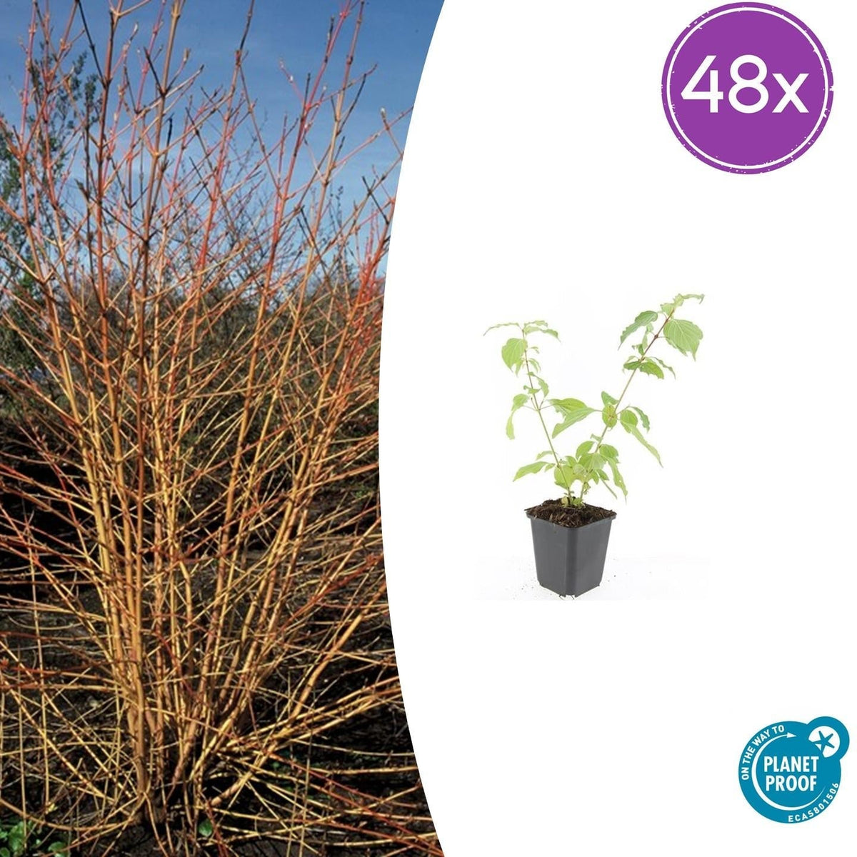 Cornus sanguinea 'Anny's Winter Orange' – 48 Pflanzen – ↕10-25cm – Ø9cm – Winterharte Ziersträucher – Leuchtend Orangefarbene Zweige – Pflegeleicht & Vogelfreundlich