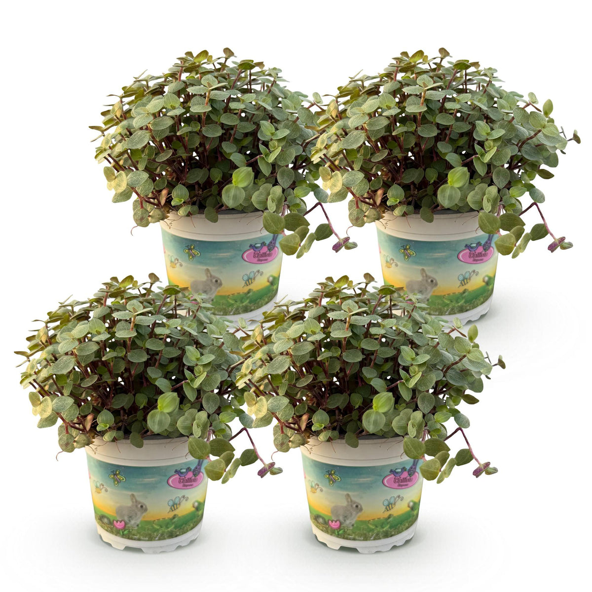Green boutiQ - Zimmerpflanze - Calissia repens - Katzengras - Haustierfreundlich - Grün - 4 Pflanzen - Topf 12cm - Höhe 17-20cm