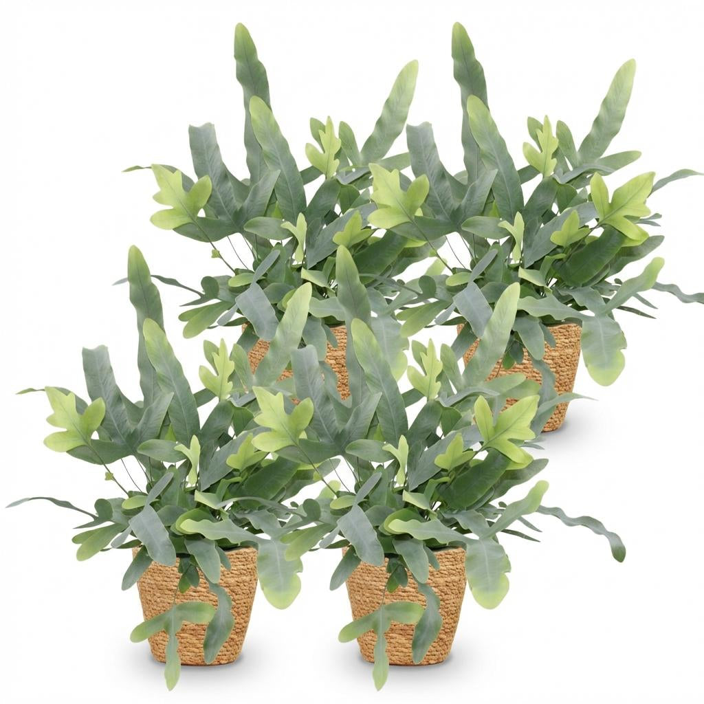 Green boutiQ - Zimmerpflanze - Phlebodium aureum Blue Star - Blaue Farn - Haustierfreundliche Pflanze - Blau - 4 Pflanzen - mit Korb - Topf 12cm - Höhe 25cm