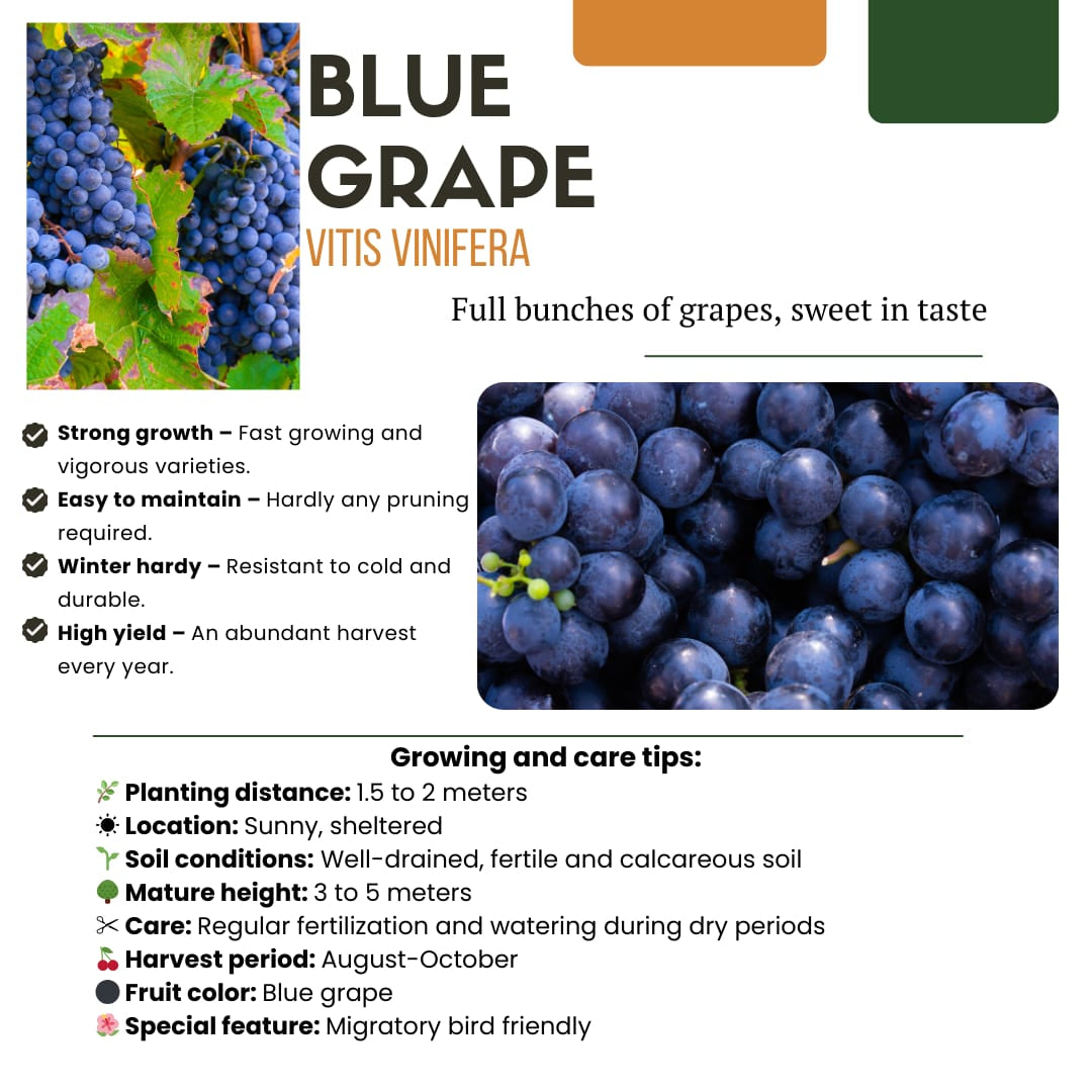 Bio Weintraube Vitis vinifera – Biologische Weinpflanzen – Ø13cm – ↨20cm – 3 Pflanzen – Frostbeständig & Vieltragend – Für Garten, Terrasse & Balkon